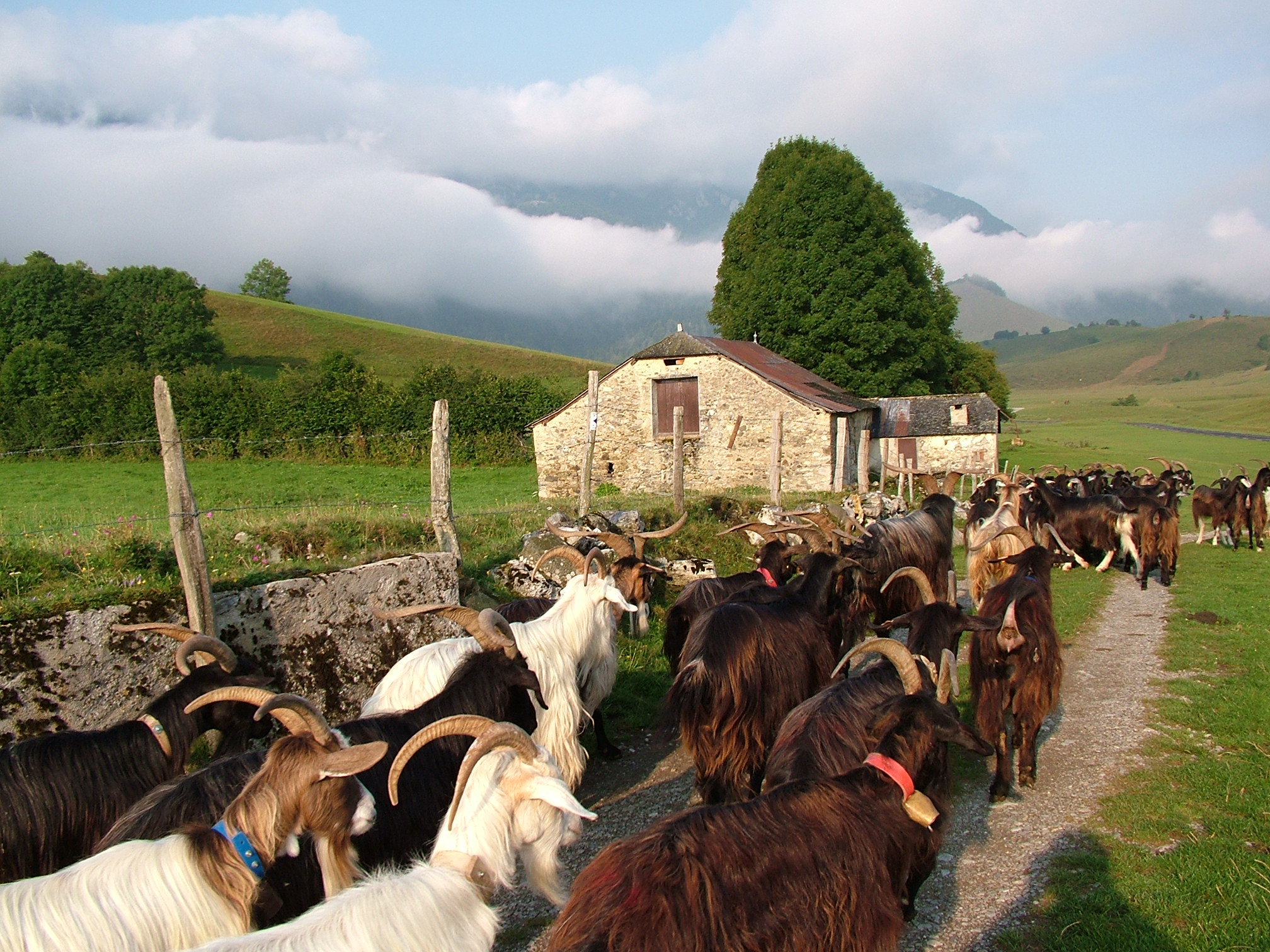 Vous trouverez ici des études, de la documentation et des recherches spécifiques à la filière Chèvre des Pyrénées.