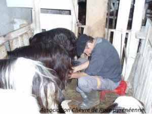 Gilles Cazaban en salle de traite, au Bénou