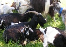 Chèvres des Pyrénées