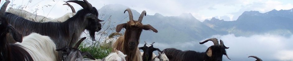 La Chèvre des Pyrénées