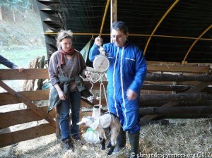 un chevreau qui ne se débat pas...