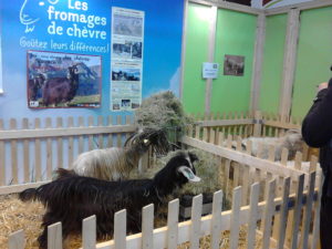 Stand Pyrénéennes 2018 SIA Chevres des Pyrénées (1)