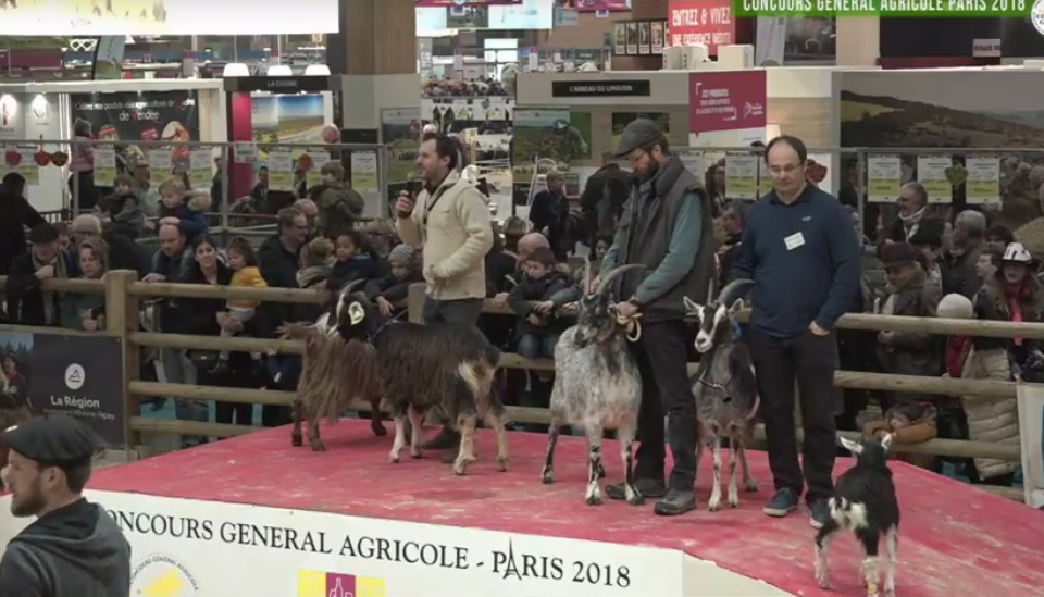 2018 SIA Chevres des Pyrénées (1)