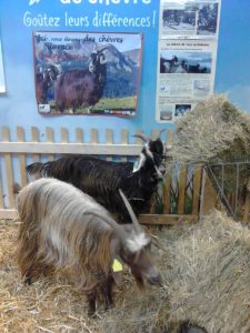 Nyagara et Mélissa 2018 SIA Chevres des Pyrénées (2)