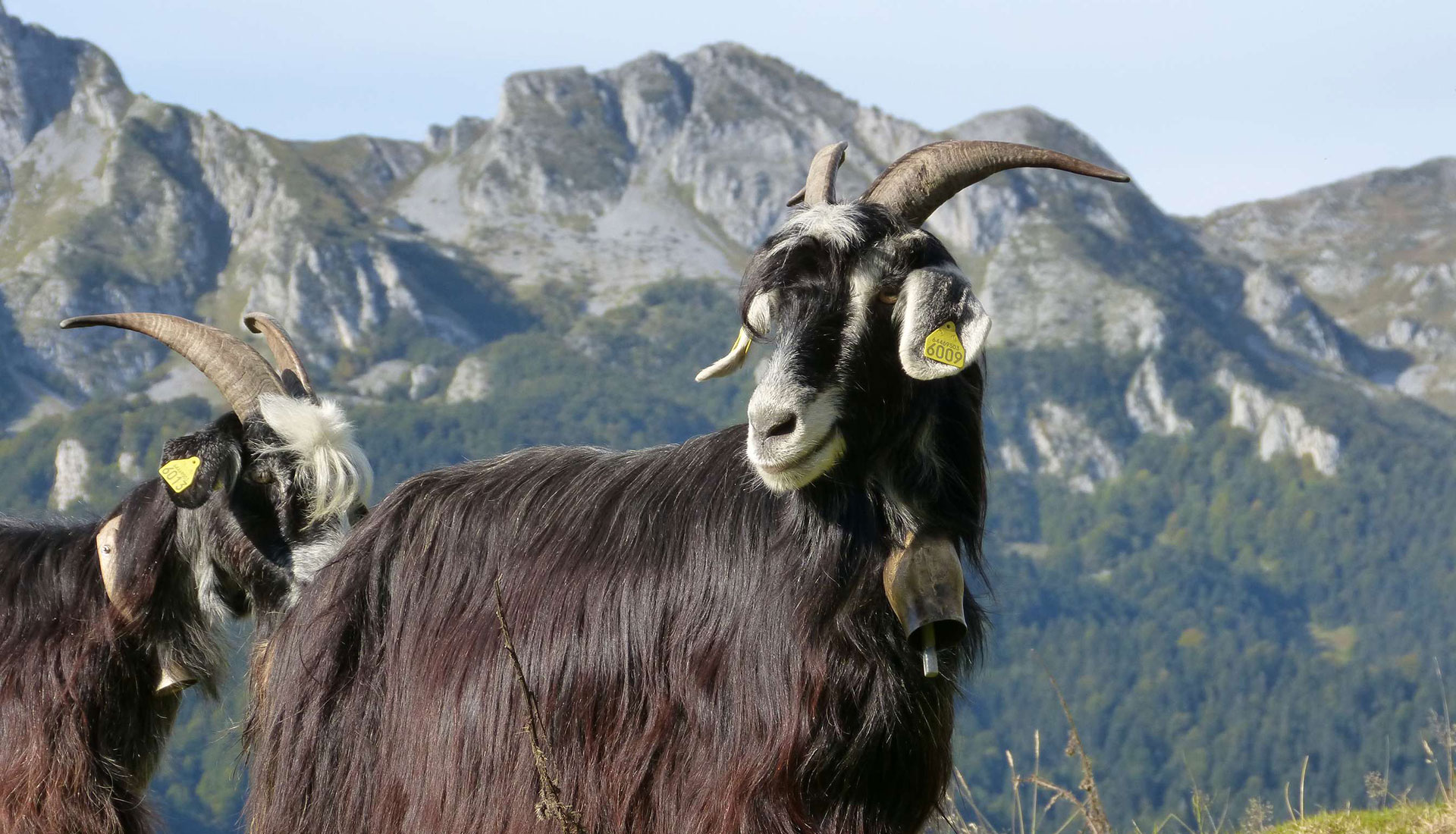La chèvre des Pyrénées présente une grande variabilité phénotypique. Le standard est une description de l’animal idéal ; on parle également de « type » de la race.