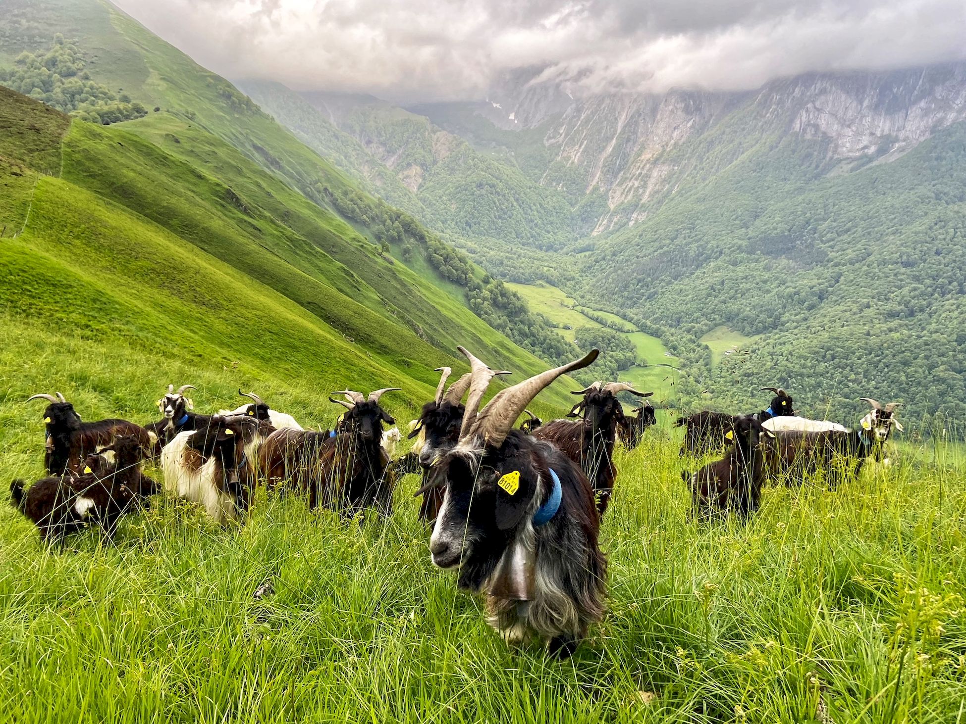 La chèvre de race pyrénéenne est une chèvre autochtone à poils longs souvent noirs, qui peuplait traditionnellement tout le massif des Pyrénées.