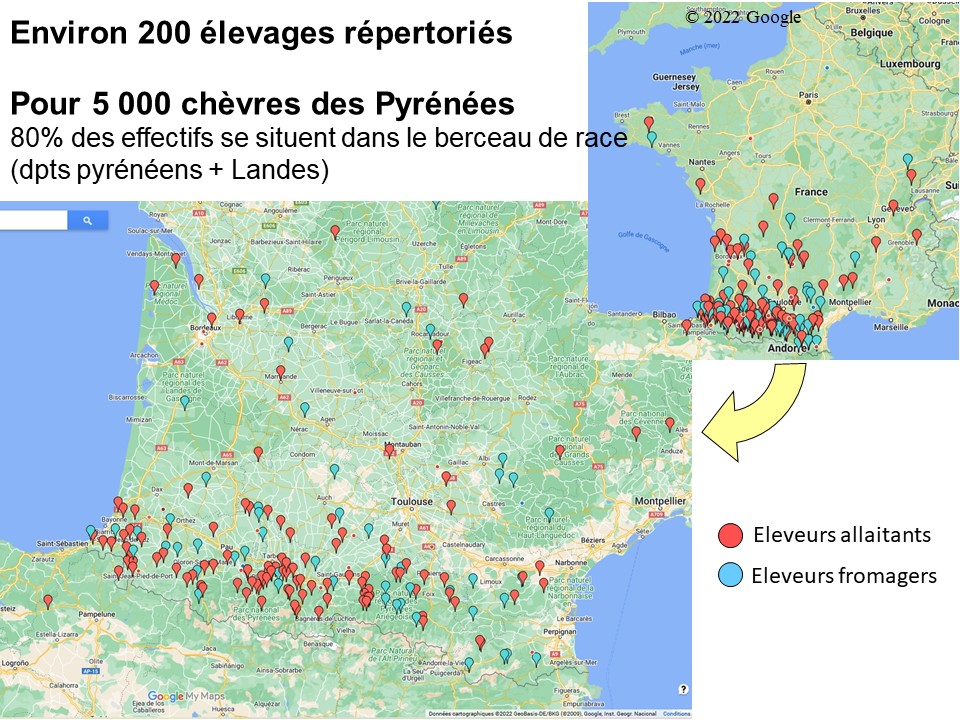 199 éleveurs de chèvres des Pyrénées sont répertoriés à ce jour pour 4085 chèvres de race pyrénéenne (chiffres 2014).