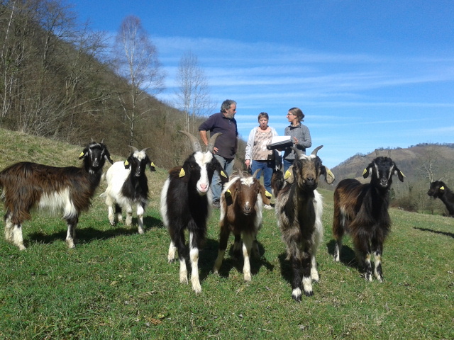 Suivi du troupeau de chèvres des Pyrénées